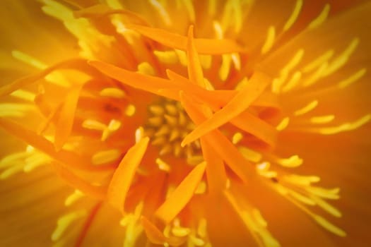 Macro of the center of a Globe Flower blooming.