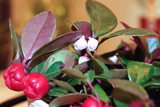 Delicate pink and cream flowers on a wintergreen plant.