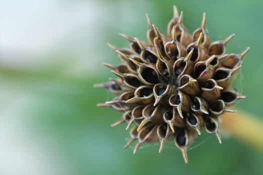 Background of the seed pod on a Globe Flower.