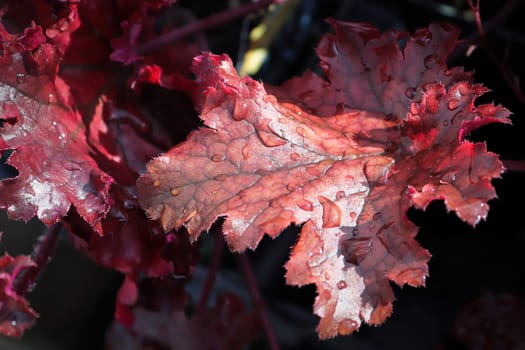 Closeup of the burgandy leaves on a coral bell plant.