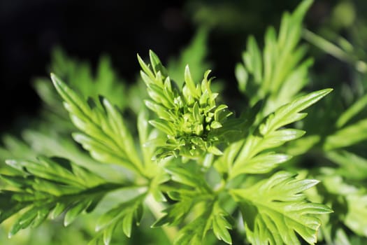 Flower buds and leaves of a Globe Flower.