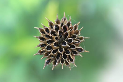 Background of the seed pod on a Globe Flower.