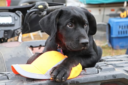 A young puppy with a hunters cap.