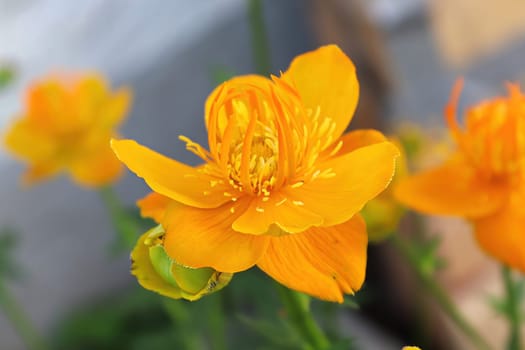 Closeup of orange Globe Flowers in bloom.