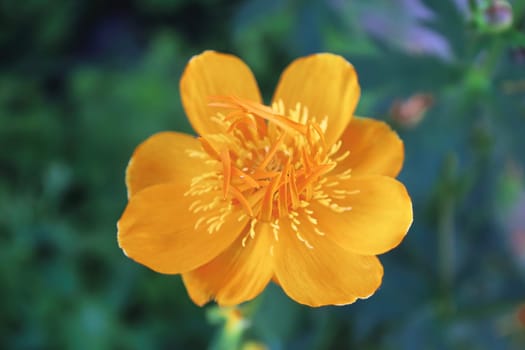 Closeup of orange Globe Flowers in bloom.