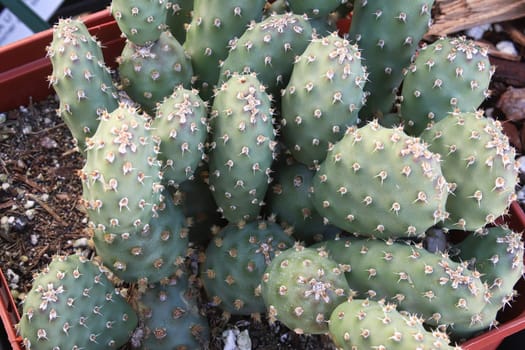 Closeup of the paddles on a Prickly Pear Cactus.