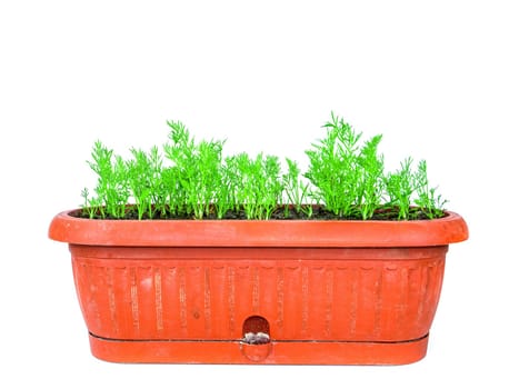 Green seedlings of dill seedlings in a plastic box. Anethum graveolens. Dill plant. Seedlings of agricultural plants. Plastic containers. White background. Spring season.