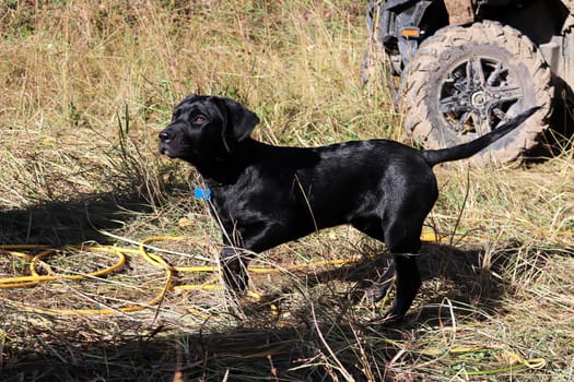 A young puppy pointing and being trained for hunting.