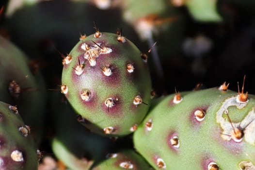Closeup of the paddles on a Prickly Pear Cactus.