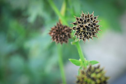 Background of the seed pod on a Globe Flower.