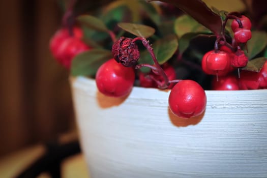 Side macro view of red wintergreen berries.