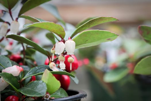 Side macro view of wintergreen berries and blossoms.
