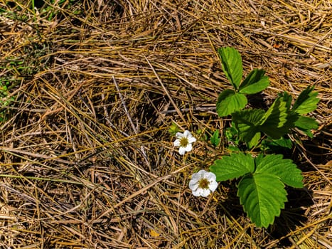 White flower of blooming strawberry berry plant. Strawberry bush. Fragaria. Berry plants. Garden bed. Spring season. Agriculture. Mulching in horticulture. Green leaves. Dry hay.