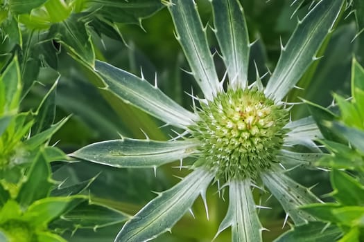 Macro of the green flower buds on a Sea Holly plant.