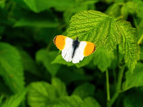 Anthocharis cardamines butterfly on a green leaf of a plant. Anthocharis cardamines. White moth with orange wings. Butterfly on a green leaf of a tree. Animal insects. Natural background.