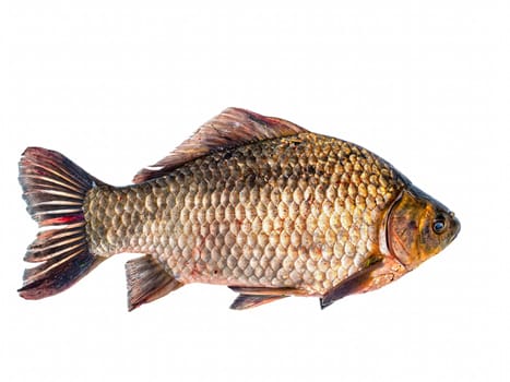 Freshwater fish crucian carp on a white background. Fish crucian carp. Fishing catch. Fisherman's trophy. Fishing food. White background. Carp family. Carassius.