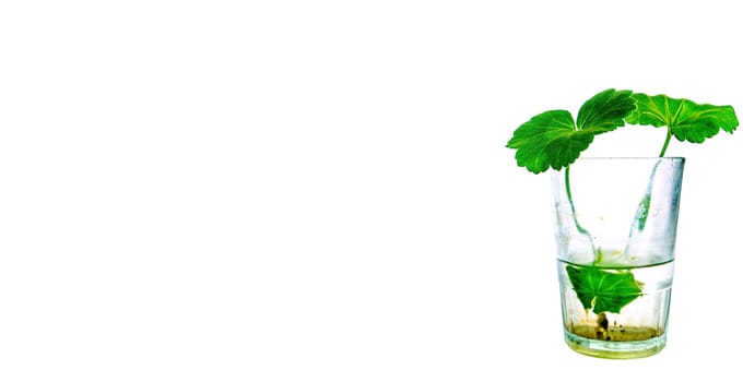 Green leaves of a geranium flower in a glass glass with water. Seedlings of geranium flowers. Cutting seedlings of plants. Green leaves. Roots in the water. Glass tumbler. White background.