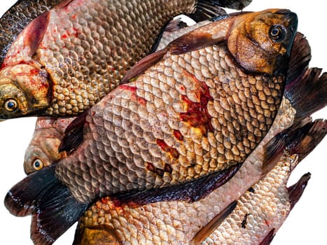 Freshwater fish crucian carp on a white background. Fish crucian carp. Fishing catch. Fisherman's trophy. Fishing food. White background. Carp family. Carassius.
