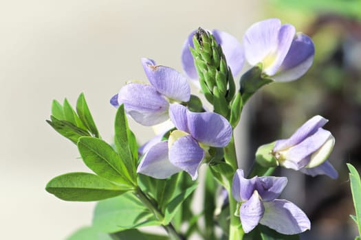 Macro of delicate False Indigo flowers in blossom.