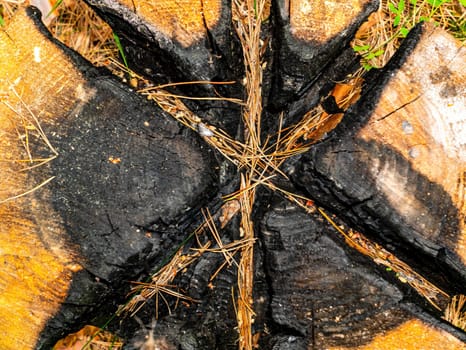 The surface texture of the charred stump of a cut pine tree. Tree stump. Pine forest. A wood charred by fire. Deforestation. Ecology. Forest fire. Background image.