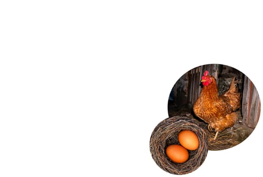 Chicken eggs and hen on a white background. Chicken eggs. Farm. Bird's Nest. Allocated space for text. Photo template. Place of advertisement. Agricultural business. Shop window.