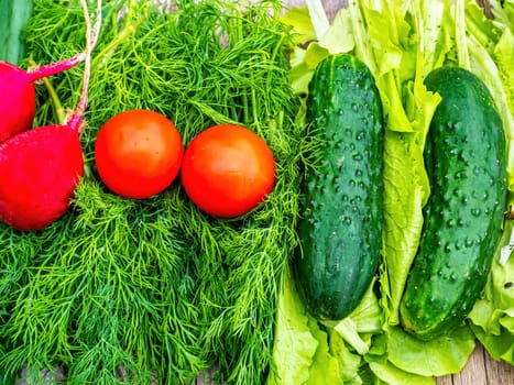 Cucumbers with tomatoes and radishes on vegetable salad greens. Green cucumber. Red tomato. Red radish. Vegetable salad. Onions and parsley. Dill and lettuce salad. Harvest vegetables.