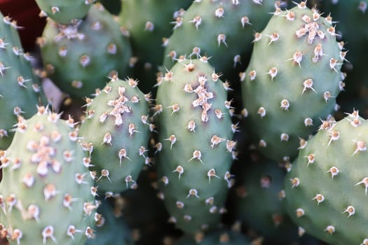 Closeup of the paddles on a Prickly Pear Cactus.
