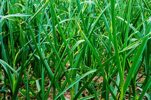 Green stalks of garlic leaves on a farm field. Allium sativum. Green garlic. Agricultural business. Vegetarian food. Harvesting agricultural crops. Organic farm. Healthy eating. Vegetable salad.