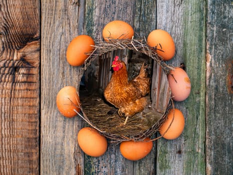 A circle of chicken eggs with a chicken in the center on a wooden table. Chicken eggs. Wooden table. Bird's Nest. Allocated space for text. Photo template. Agricultural business.