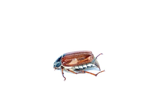 Insect beetle Melolontha on a white background. Melolontha insect. Animals in nature. Chafer. White background. May beetles. Environmental protection. Ecosystem. Background image.