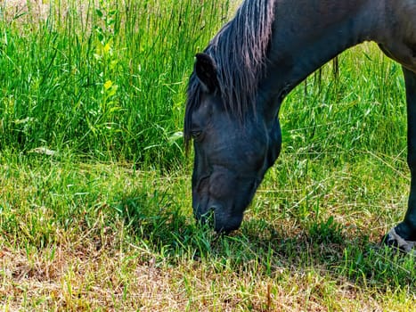 Black horse eating green grass in the pasture. Livestock farm. Horse and mare. Agricultural business. Pasture of farm animals. Natural background. Racetrack for horse racing.