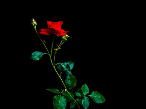 Red rose flower on a black background. Red Rose. Blooming flower. Green leaves. Black background. Night darkness. Memorial Day. Valentine's Day. Romantic relationship.