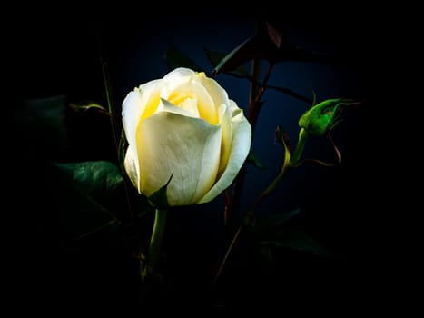 White rose flower on a black background. Blooming flowers. White Rose. Night darkness. Valentine's Day. Day of Remembrance. Celebrate with the parazdnik. Background image.