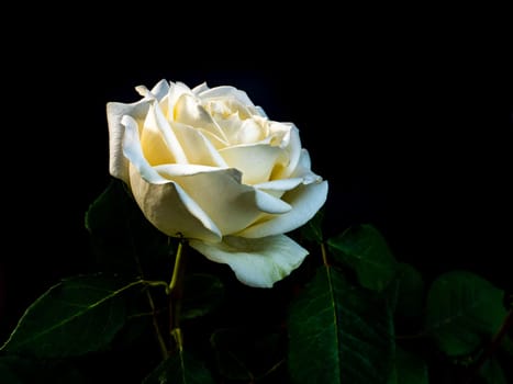 White rose flower on a black background. Blooming flowers. White Rose. Night darkness. Valentine's Day. Day of Remembrance. Celebrate with the parazdnik. Background image.