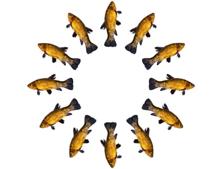 Freshwater fish tench isolated on white background. Fish tench. White background. Free space for texts. An aquatic animal. Animal food. Shop window. Fishing place. Everything for fishing.