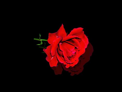 Red rose flower on a black background. Red Rose. Blooming flower. Reflection on glass. Day of Remembrance. Valentine's Day. Night darkness. Scarlet petal. Background image.
