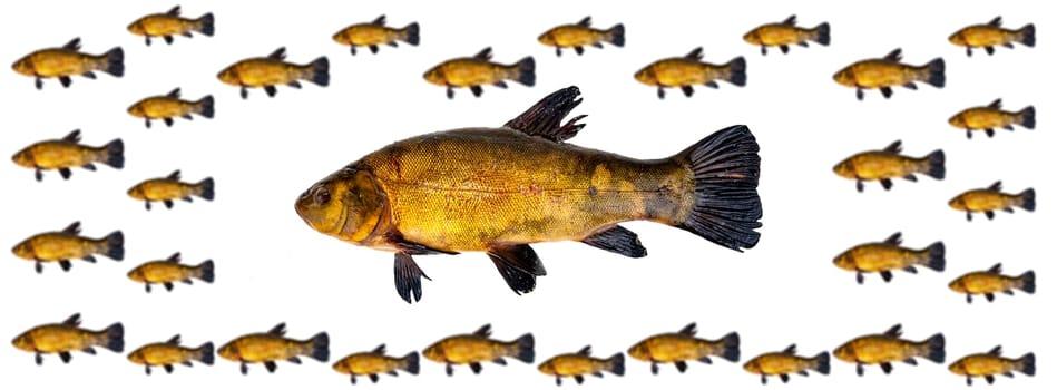 Freshwater fish tench isolated on white background. Fish tench. White background. Free space for texts. An aquatic animal. Animal food. Shop window. Fishing place. Everything for fishing.