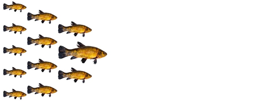 Freshwater fish tench isolated on white background. Fish tench. White background. Free space for texts. An aquatic animal. Animal food. Shop window. Fishing place. Everything for fishing.