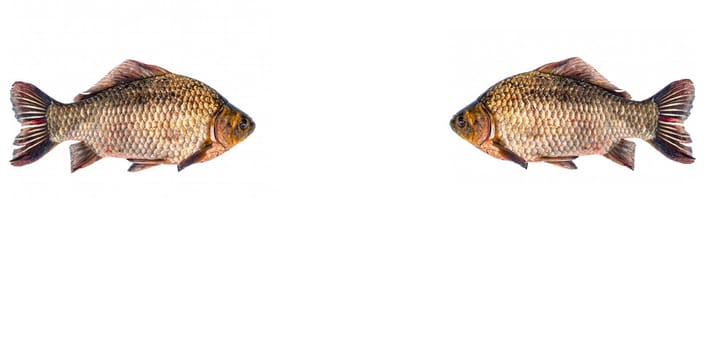 Freshwater fish crucian carp on a white background. Fish crucian carp. Fishing catch. Fisherman's trophy. Fishing food. White background. Carp family. Carassius.