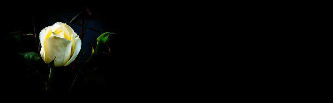 White rose flower on a black background. Blooming flowers. White Rose. Night darkness. Valentine's Day. Day of Remembrance. Celebrate with the parazdnik. Background image.
