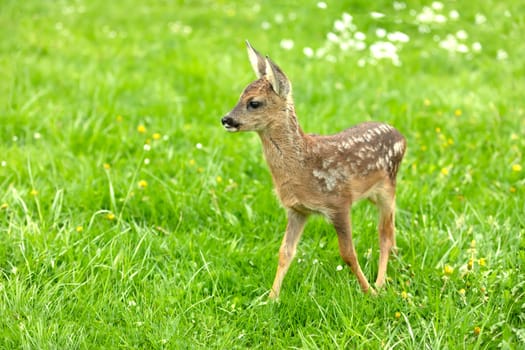 Beautiful Deer Fawn standing on meadow with flowers in springtime.