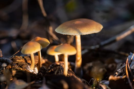 Defocused Kuehneromyces mushrooms in the forest beneath a Tree