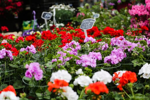 Flowers from the flower shop at the market in Lille