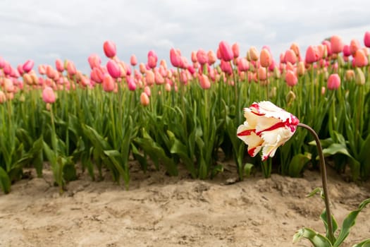 Colorful field of tulips in the Netherlands