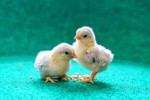 The yellow serama chicks on a artificial grass background.
