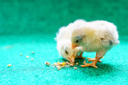 The yellow serama chicks on a artificial grass background.