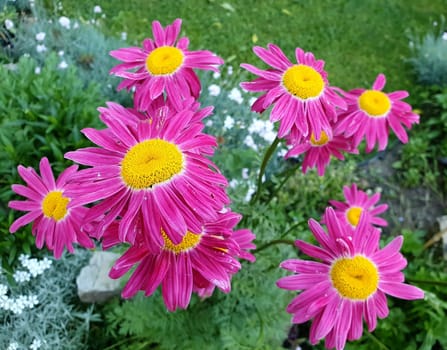 Top View of Purple Marguerite Daisy Flower in the Garden.