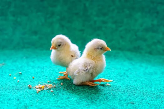 The yellow serama chicks on a artificial grass background.