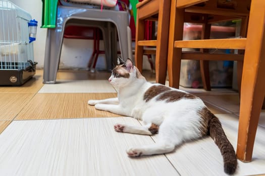 The cat was lying on the cement floor. It's cute.