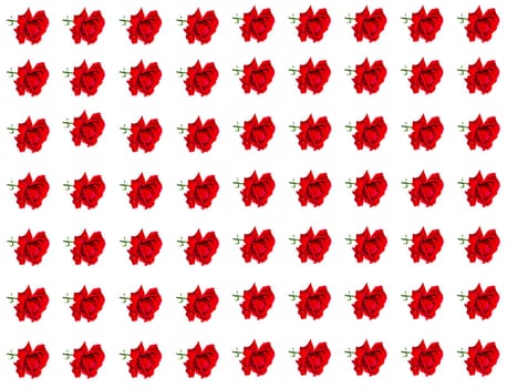 Red rose flower on a white background with place for text. Red Rose. Bouquet of flowers. Template for text. Bridal bouquet. Valentine's Day. Greeting card. Happy Birthday. Background image.